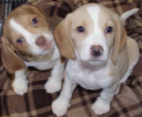 Since then, more people are getting these puppies and enjoying the love and companionship they offer. . Beagle puppies michigan